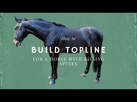 Exercises to build topline and core strength