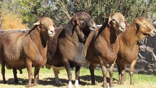 Meatmaster Sheep with High Meat Production / South Africa