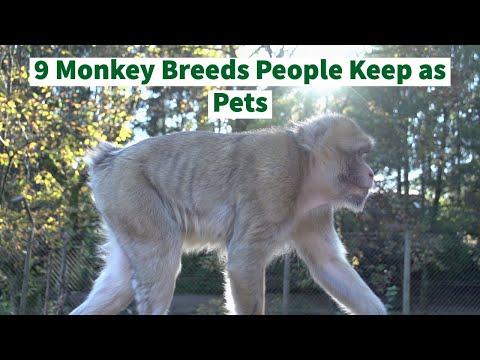 9 Monkey Breeds People Keep as Pets... But Is It a Good Idea?