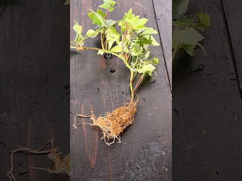 アイビーは木に悪いですか？カットすべきでしょうか？  庭園