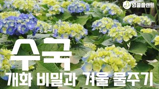 수국 개화의 비밀과 겨울 물주기~^2^ 이제는 만개하세요!! #식물키우기 #공기정화식물 #엉클플랜트