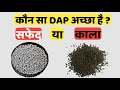 कौन सी DAP अच्छी है सफेद DAP डाले या काली White 