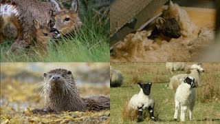 The Highlands' cutest baby animals | Highlands - Scotland's Wild Heart