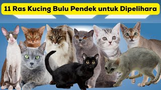 Download lagu 11 Ras Kucing Bulu Pendek untuk Dipelihara / 11 Short Hair Cat Breeds to Keep mp3