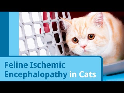 Feline Ischemic Encephalopathy in Cats