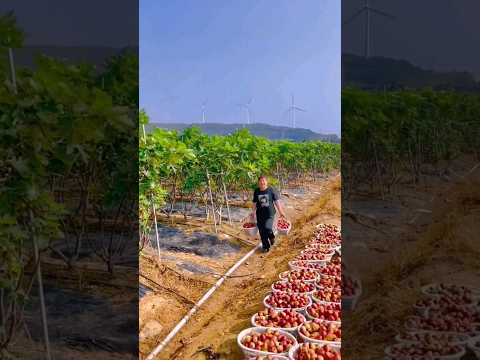 Last Fig Harvest Of The Year #satisfying #shot