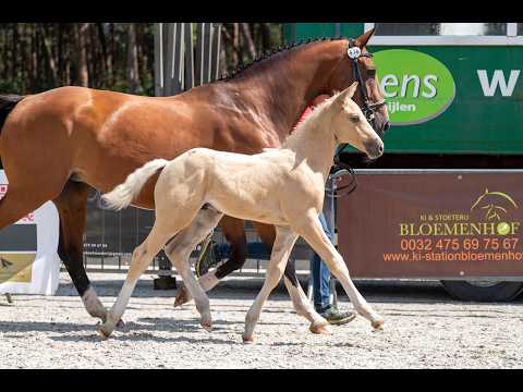 Dax AK (WHITE DREAM GF x QUANTO CURO VH BLOEMENHOF) - Video 2 video thumbnail