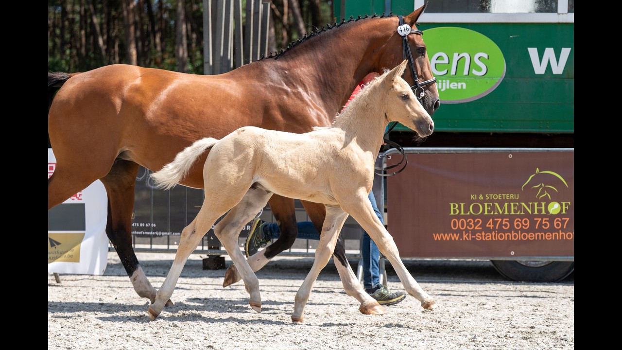 Dax AK (WHITE DREAM GF x QUANTO CURO VH BLOEMENHOF) video 1