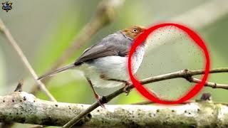 Download lagu SUARA PRENJAK COKI CINENEN KEPALA MERAH SUARA PIKAT BURUNG COKI LIAR mp3 Download lagu SUARA PRENJAK COKI CINENEN KEPALA MERAH SUARA PIKAT BURUNG COKI LIAR mp3