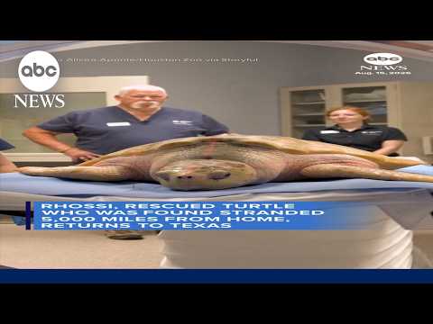 Rescued sea turtle found 5,000 miles from home returns to Texas