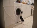 The Cat And The Washing Machine