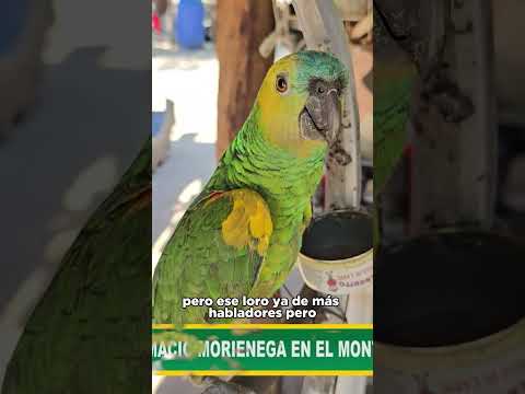 🌿 Hoy en El Impenetrable TV conocemos la historia de Dalmacio Morienega.