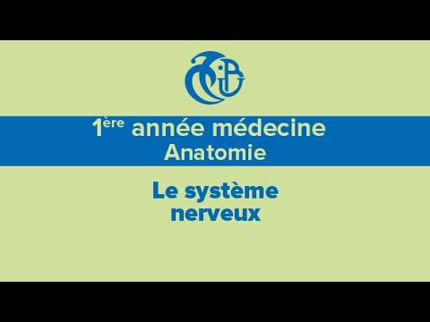 1ère année médecine, Anatomie, Le système nerveux