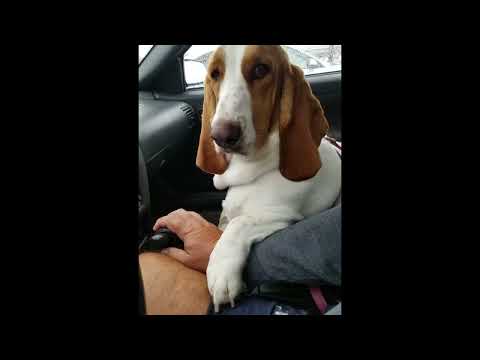 Dala... My Basset Hound.