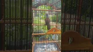 Download lagu POKSAY MANTEL JANTAN mp3 Download lagu POKSAY MANTEL JANTAN mp3