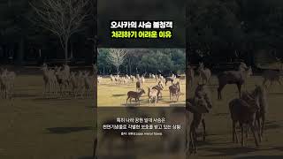 오사카에 나타난 나라 사슴 논란, 현지인에게 물어봄｜크랩