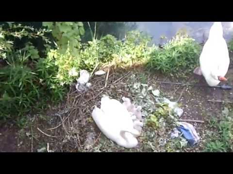 DSCN1104 La naissance de Bèbès cygnes..rare