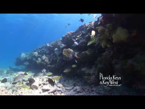 Dive The Florida Keys, Key West, Western Sambo Reef