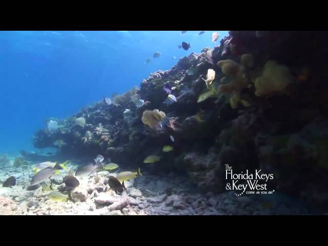 Dive The Florida Keys, Key West, Western Sambo Reef