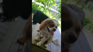#勇者の番犬 #週末勇者 #愛犬 #癒し 今まで投稿したことないジャンルの投稿してみた！