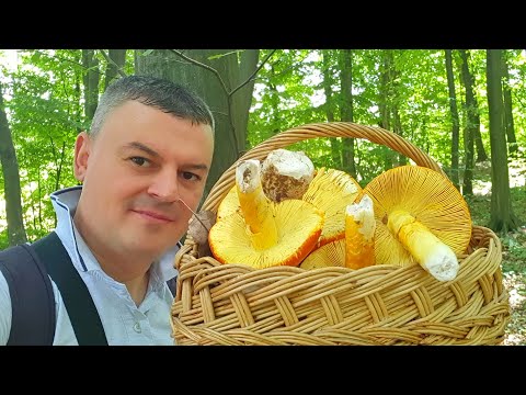 BLAGVE SAKRIO U LIŠĆE - Morao ih USISAT -  Amanita Caesarea