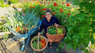 A Massive Garden Harvest!! Baby Chick and Chicken Coop Update!