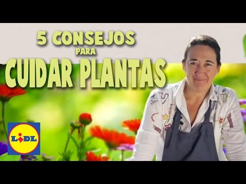 , title : '5 Consejos Para Cuidar Plantas 👩‍🌾🌷| El Jardín De Lidl | Lidl España'