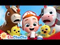 Boo Boo Farm Animals Song | Farm Animal Series Compilation | Kids Songs & Nursery Rhymes | LiaChaCha
