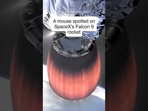 🚀 Mouse Spotted on SpaceX Falcon 9?! 🐭 Real or Glitch? | #Shorts