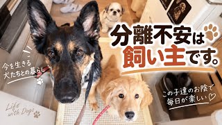 犬と暮らして、支えられていたのは飼い主でした😅❣️【ジャーマンシェパードとゴールデンレトリバー】