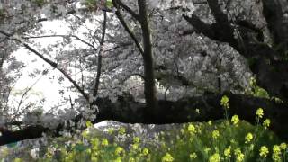 preview picture of video '2010 岡崎 さくら祭り Okazaki Sakura Cherry Blossom'