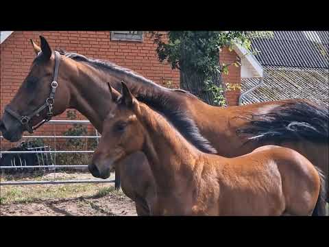 "Galacto" HF von Galaxy x Destano x Trouble Maker xx