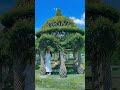 The Trend Of Cultivating Beautiful Garden Bonsai Plants In China Shorts