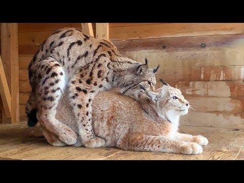 РЫСЬ ХАННА ИЗНАСИЛОВАЛА МАРТИНА / Спаривание рысей (16+)