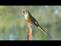 The Blue Parrot Of Australia Blue Bonnets