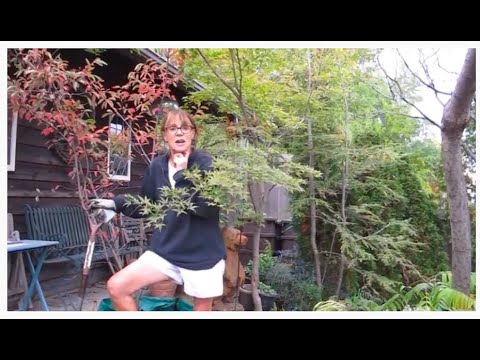 Planting a Native Serviceberry Shrub