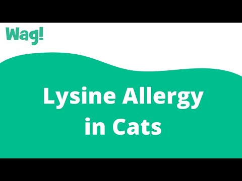 Lysine Allergy in Cats | Wag!
