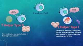 T Helper Cells : Development, Types & Functions