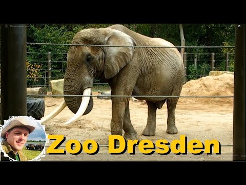 Die Elefantenhaltung im Zoo Dresden