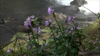 preview picture of video 'Obedient plant (Physostegia virginiana) at Rainbow Falls, Horsepasture River, NC'