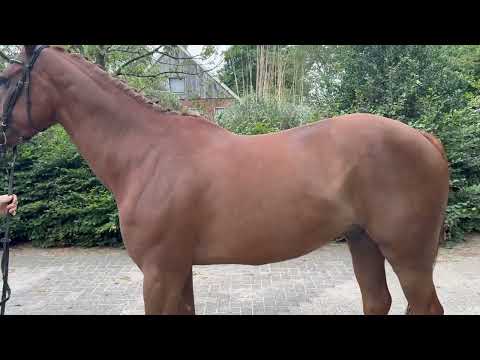 Big De Galoubet K Z (BIG STARS BOY KB Z x JAZZ DE COQUERIE) - Video 6 video thumbnail