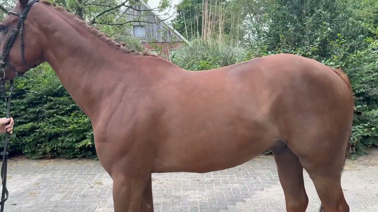 Big De Galoubet K Z (BIG STARS BOY KB Z x JAZZ DE COQUERIE) video 4