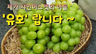 샤인머스켓의 아들 '유호'는 어떤 품종인가요?