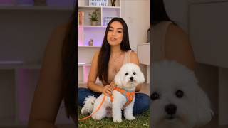 Coleira Peitoral para Cachorro Pequeno com Guia Colete Confortável 🐕