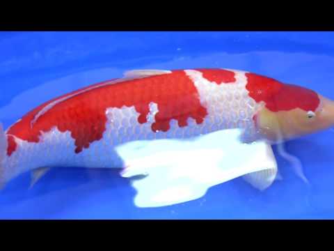 AJKS2016 Grand Champion