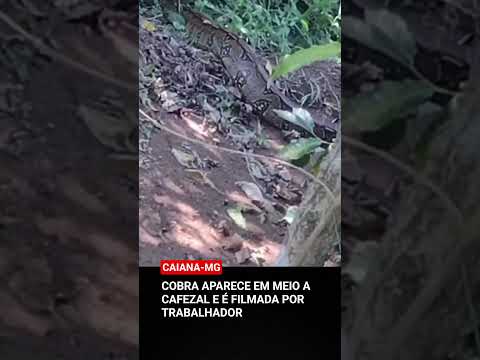 #noticiasbrasil #news #minasgerais #cobras #cafezal #yutubeshorts #shortvideo #ytshorts #metropole