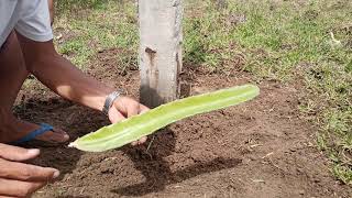HOW TO PLANT DRAGON FRUIT DIRECT TO THE SOIL OR PLANTATION, PAANO MAGTANIM NG DRAGON FRUIT