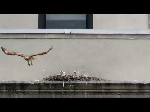 Three Red-tailed Hawk Nestlings On A Ledge