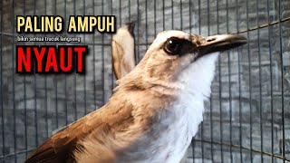 Download lagu trucukan gacor TARUNG ROPEL PANJANG pancingan trucukan agar bunyi jadikan burung trucuk gacor NYAUT mp3