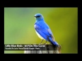 Little Blue Birds (M.P.DeVito Cover) Rossella De Lucia/Davide Scagno